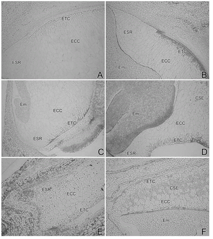 Research method for classifying endosperm tissues in detail by using morphological method