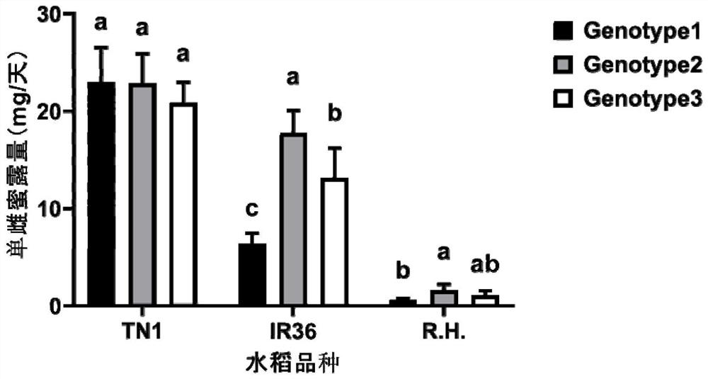 Method for evaluating potential applicability of insect-resistant rice variety based on specific harmful genotype of brown planthopper