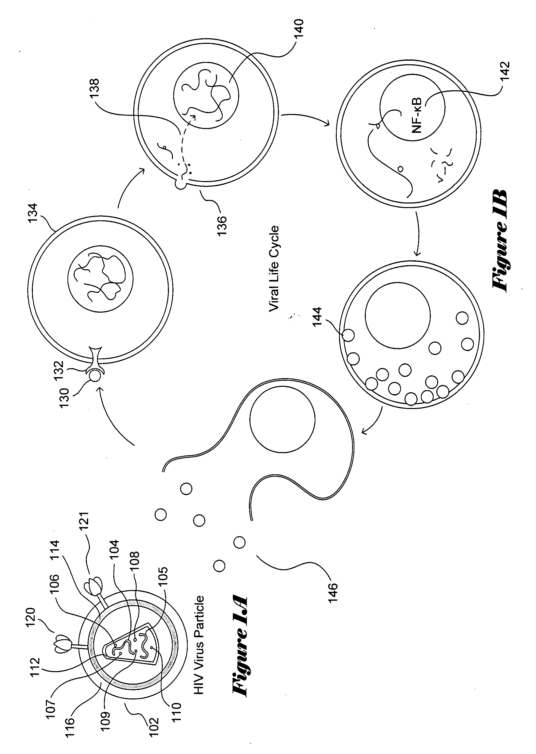 Conserved-element vaccines and methods for designing conserved-element vaccines