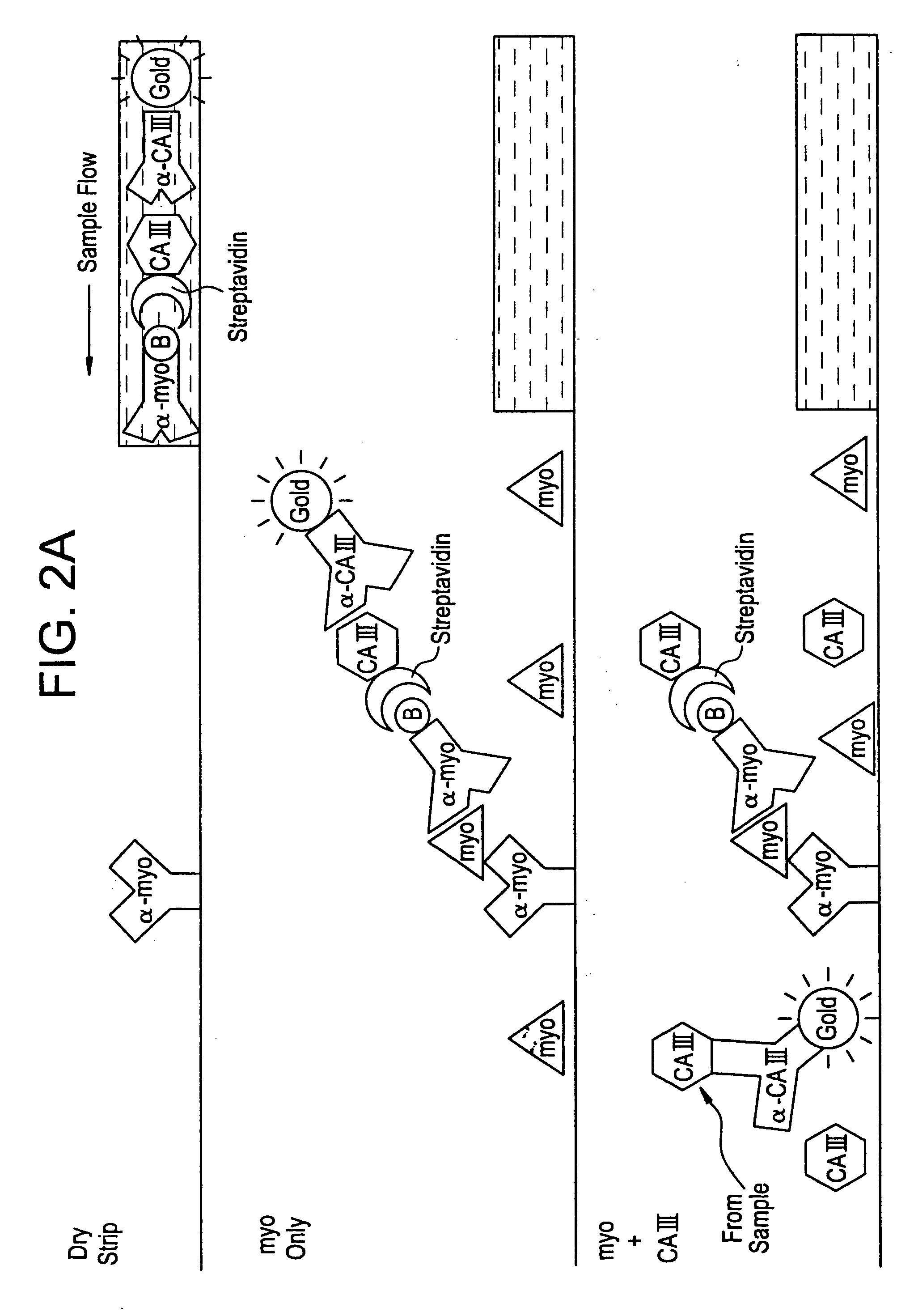 Differential immunoassay