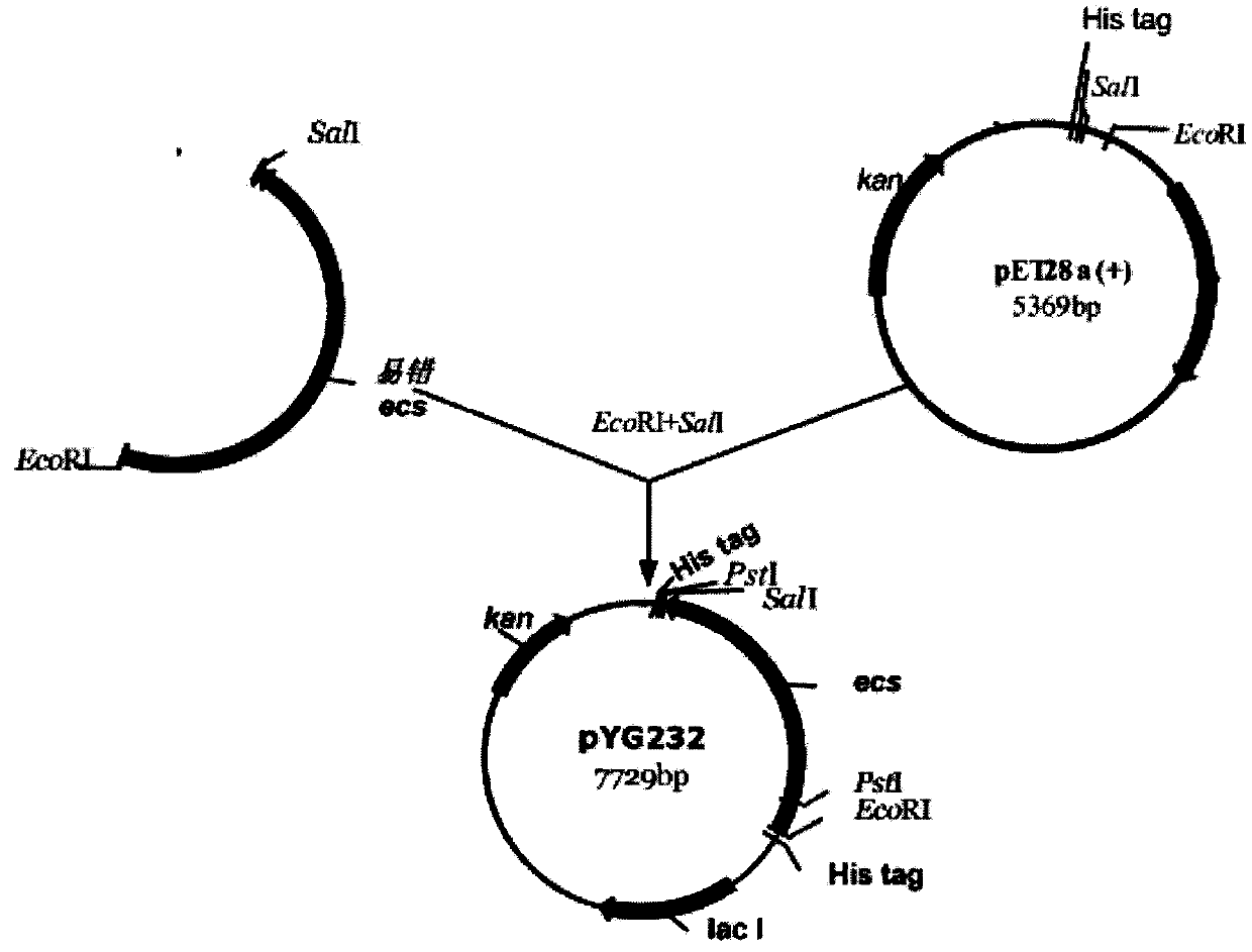 Acylase for producing 7-ACA (Aminocephalosporanic acid) by splitting CPC (Cephalosporin C) by utilizing a one-step method and polynucleotide encoding same