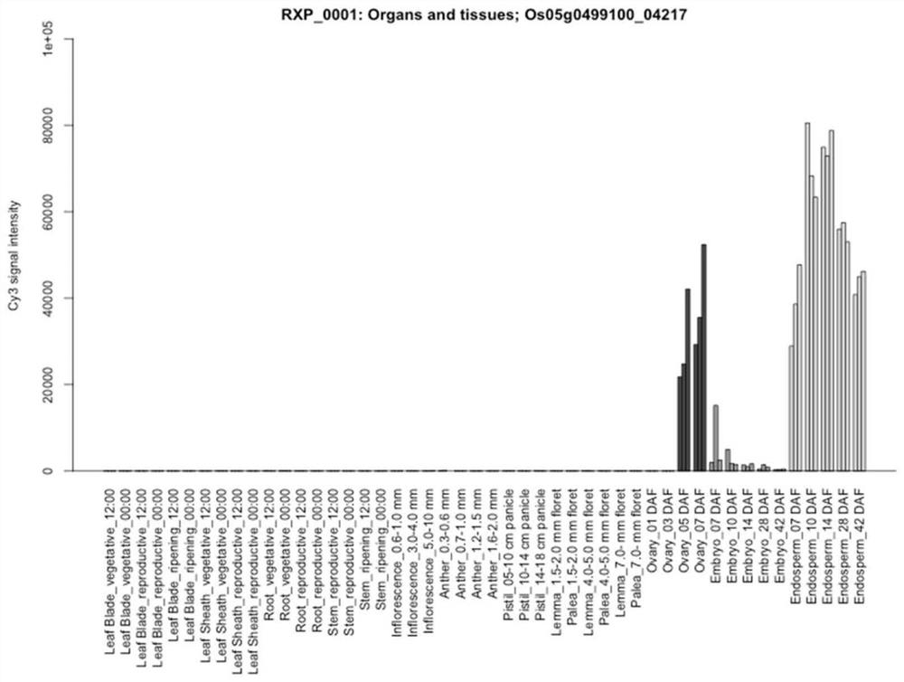 A seed-specific interference vector comprising posglb-1 promoter and application thereof