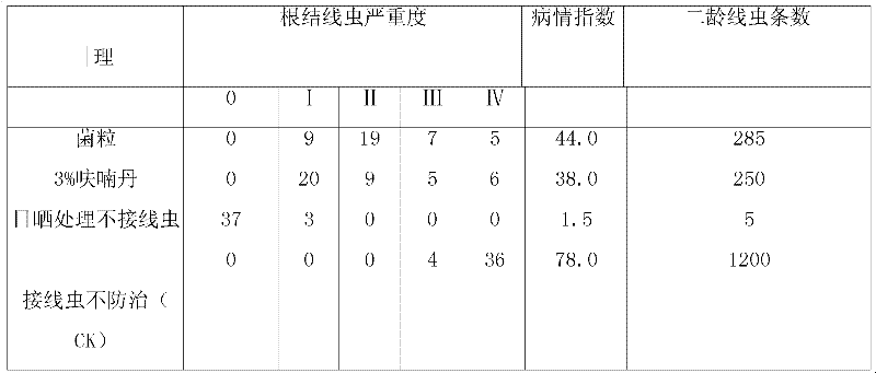 Preparation method of paecilomyces lilacinus biological fertilizer