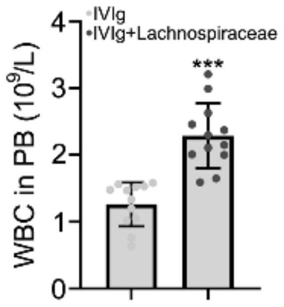 Combination medicine of hispiraceae bacteria and human immune globulin for injection