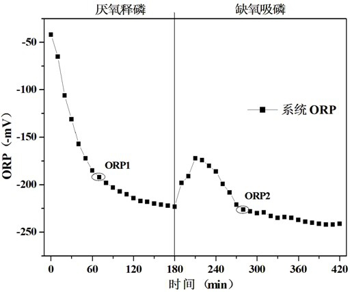 Rapid enrichment culture method of denitrifying phosphorus removal bacteria