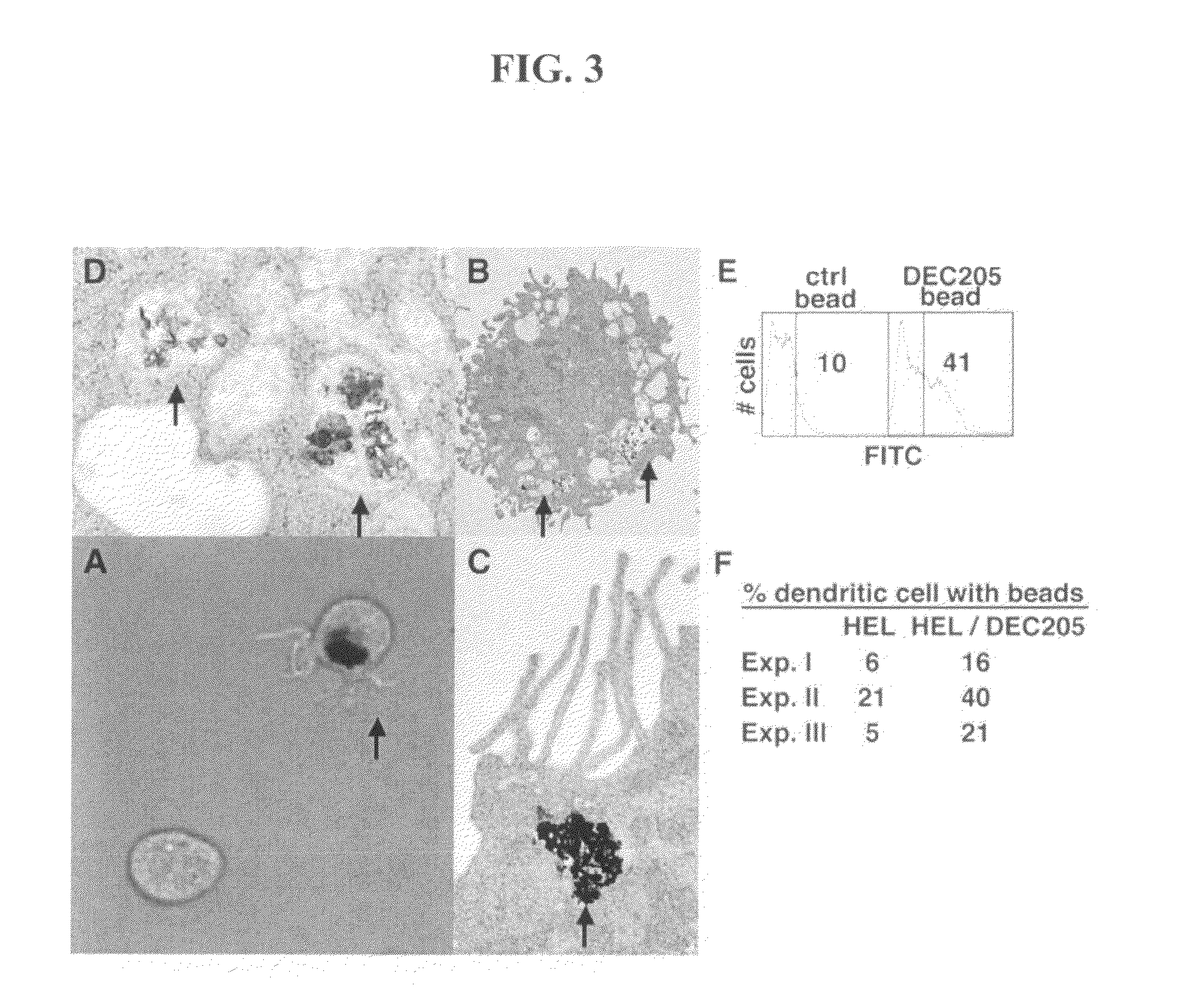 Dendritic cell targeting compositions and uses thereof