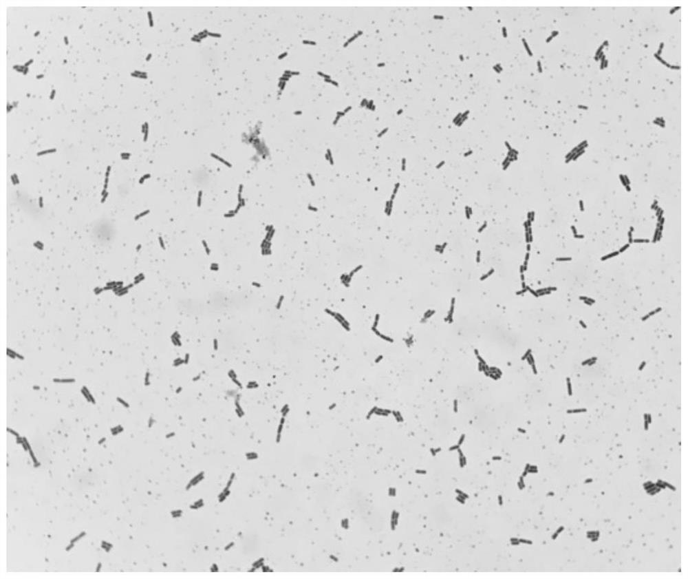 Lactobacillus johnsonii and its application