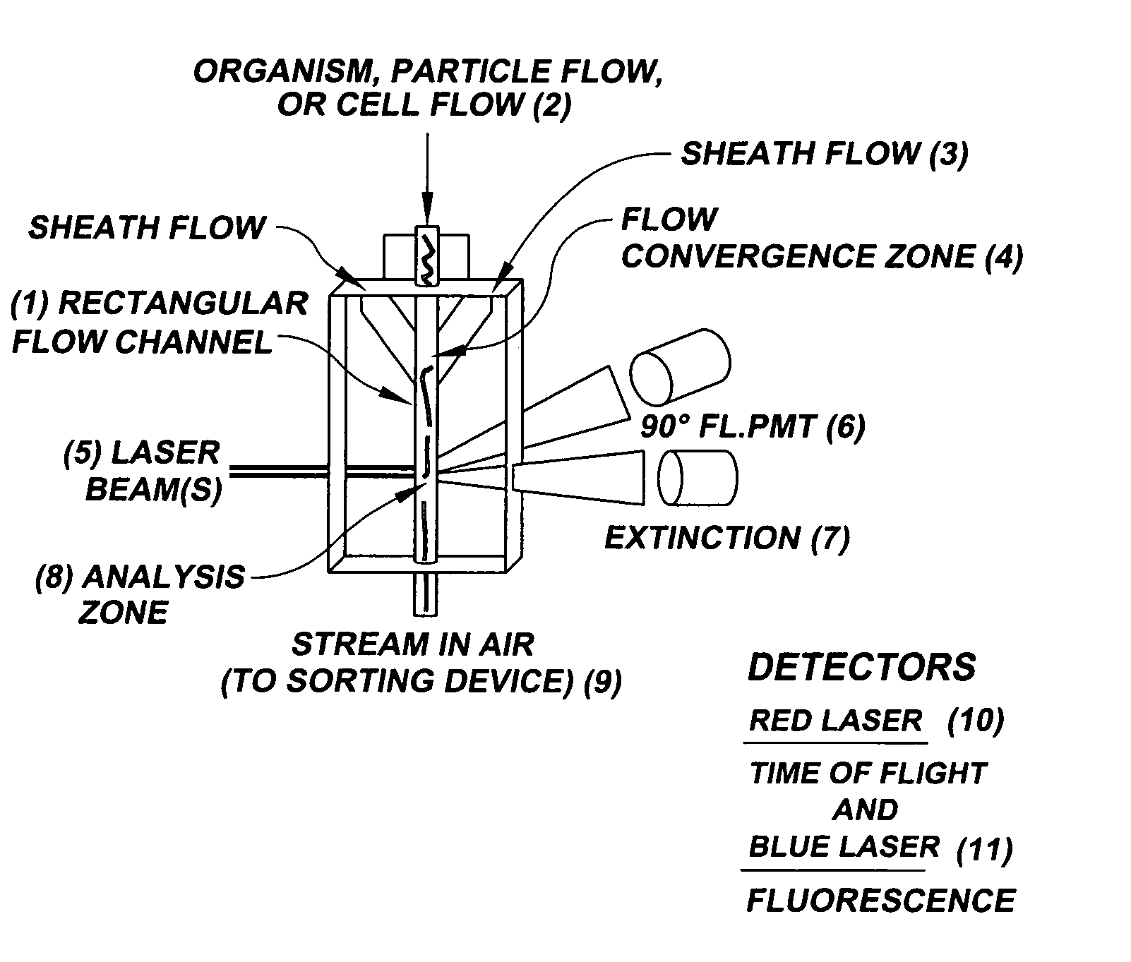 System for axial pattern analysis of multicellular organisms