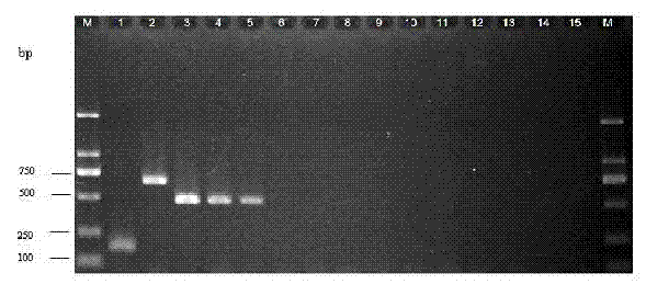 Multiple landing PCR(Polymerase Chain Reaction) detection kit and detection method for pathogenic bacteria of lower respiratory tract