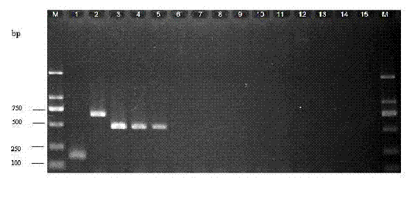 Multiple landing PCR(Polymerase Chain Reaction) detection kit and detection method for pathogenic bacteria of lower respiratory tract