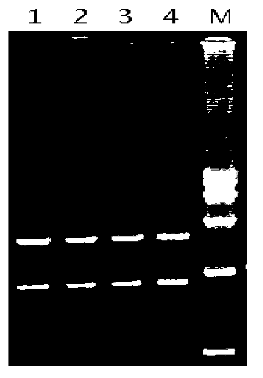 Chimeric virus, and preparation method and application thereof