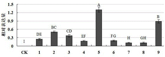 Method for enhancing and carrying out suppression expression on activity of miRNA in embryogenic callus of longan