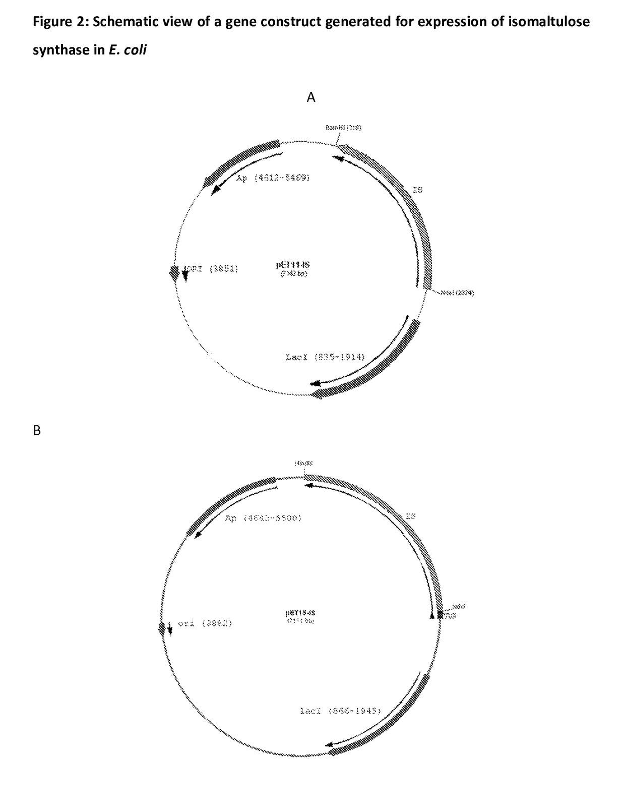 Polynucleotide for recombinant expression of isomaltulose synthase