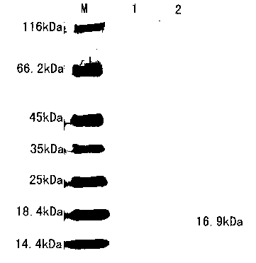 Monoclonal antibody with rock bream iridovirus ORF049L recombinant proteins and preparation method thereof