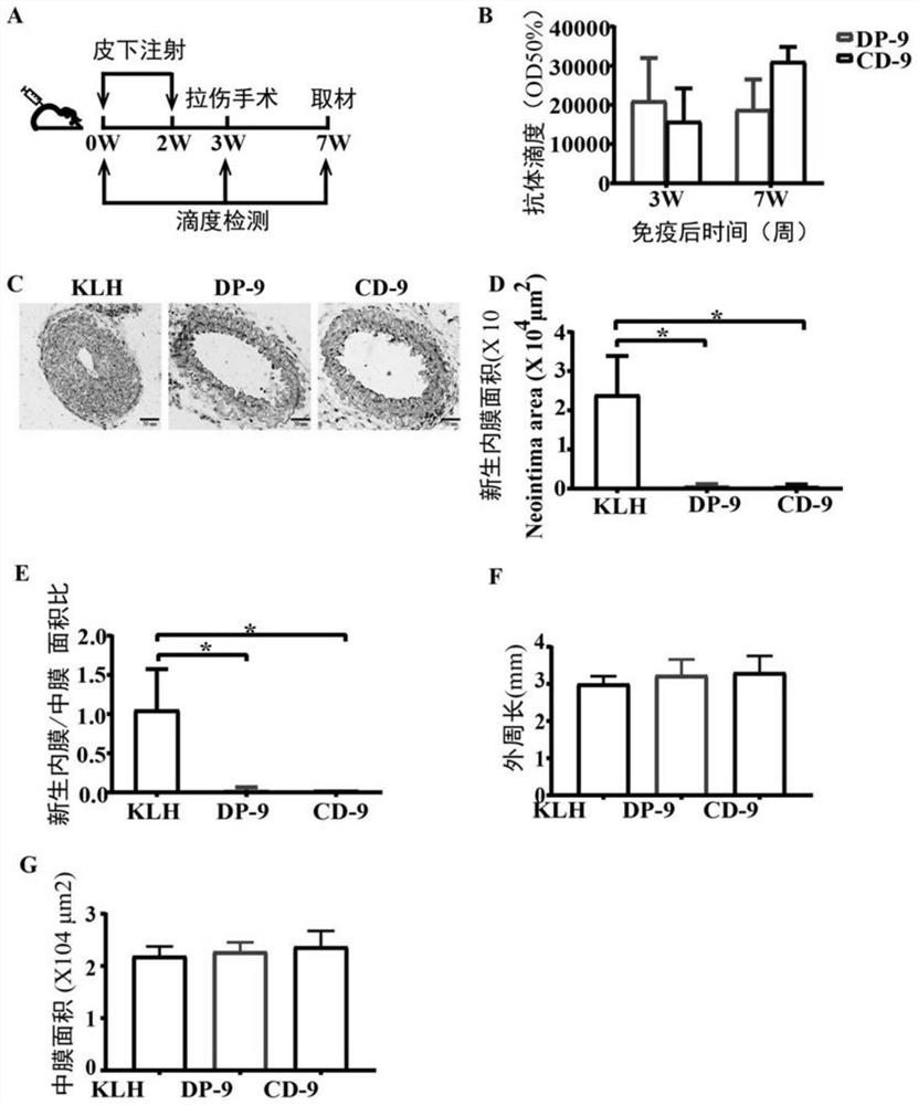 Immunogenic peptide fragment of metalloproteinase ADAMTS-7 and application of immunogenic peptide fragment in resisting atherosclerosis and related diseases