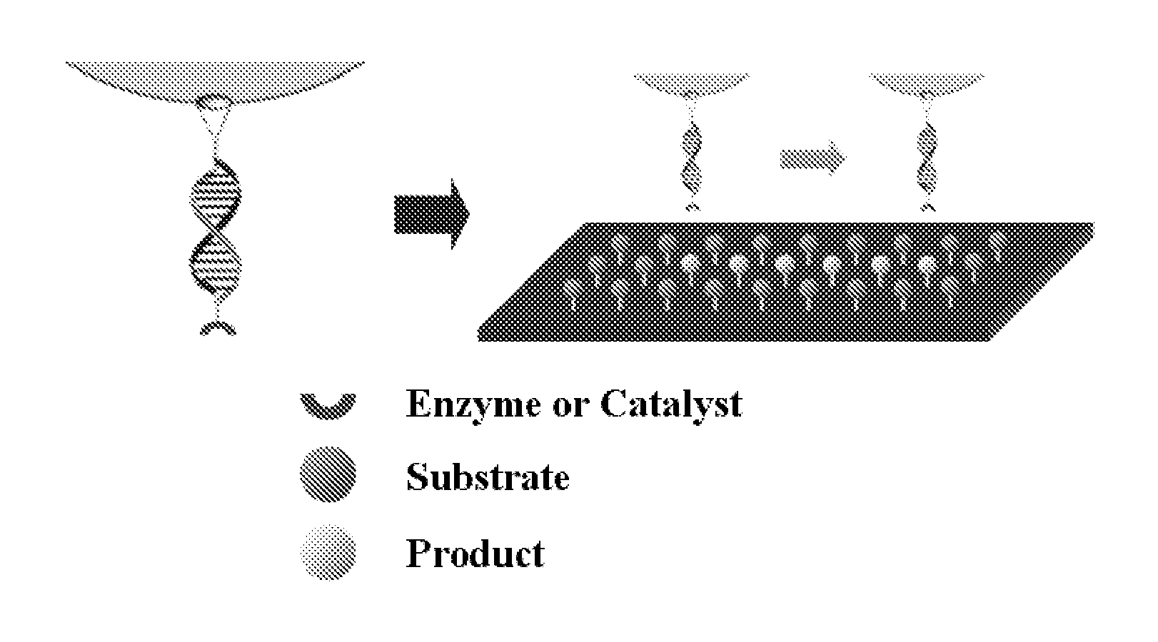 Solid Substrates With Surface Bound Molecules and Methods For Producing and Using the Same