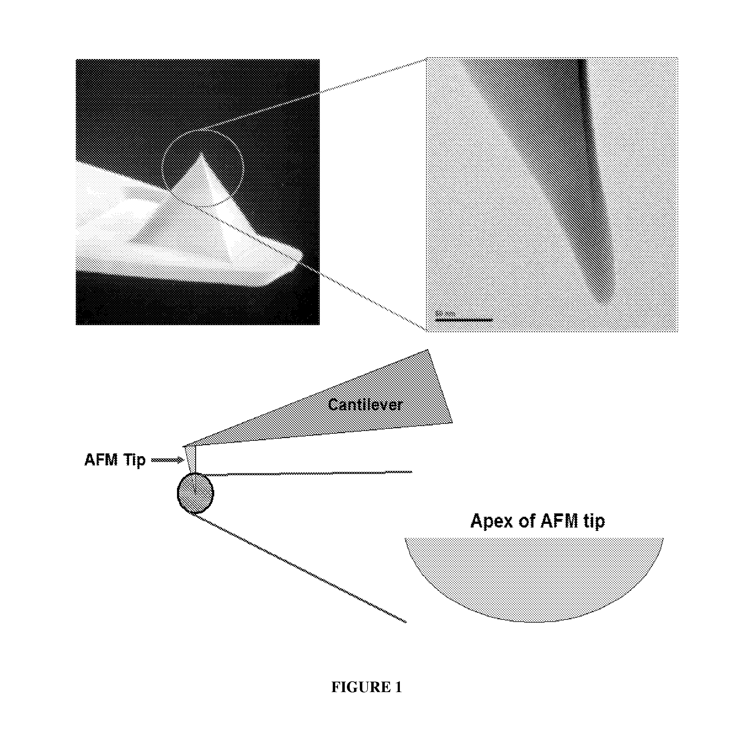 Solid Substrates With Surface Bound Molecules and Methods For Producing and Using the Same