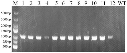 Method for improving content of cordyceps polysaccharide in cordyceps militaris