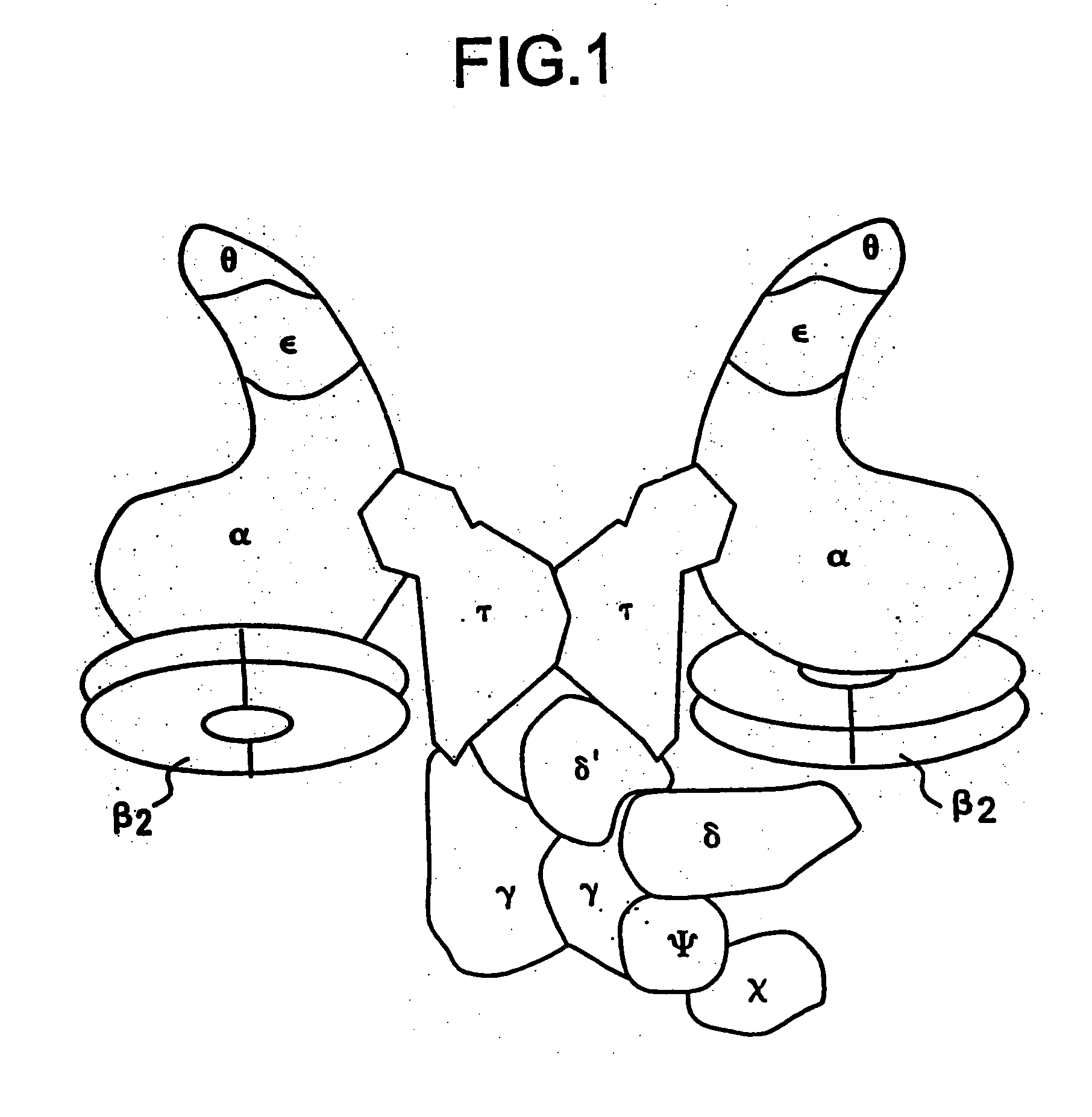 Nucleic acid encoding bacillus stearothermophilus delta polymerase subunit