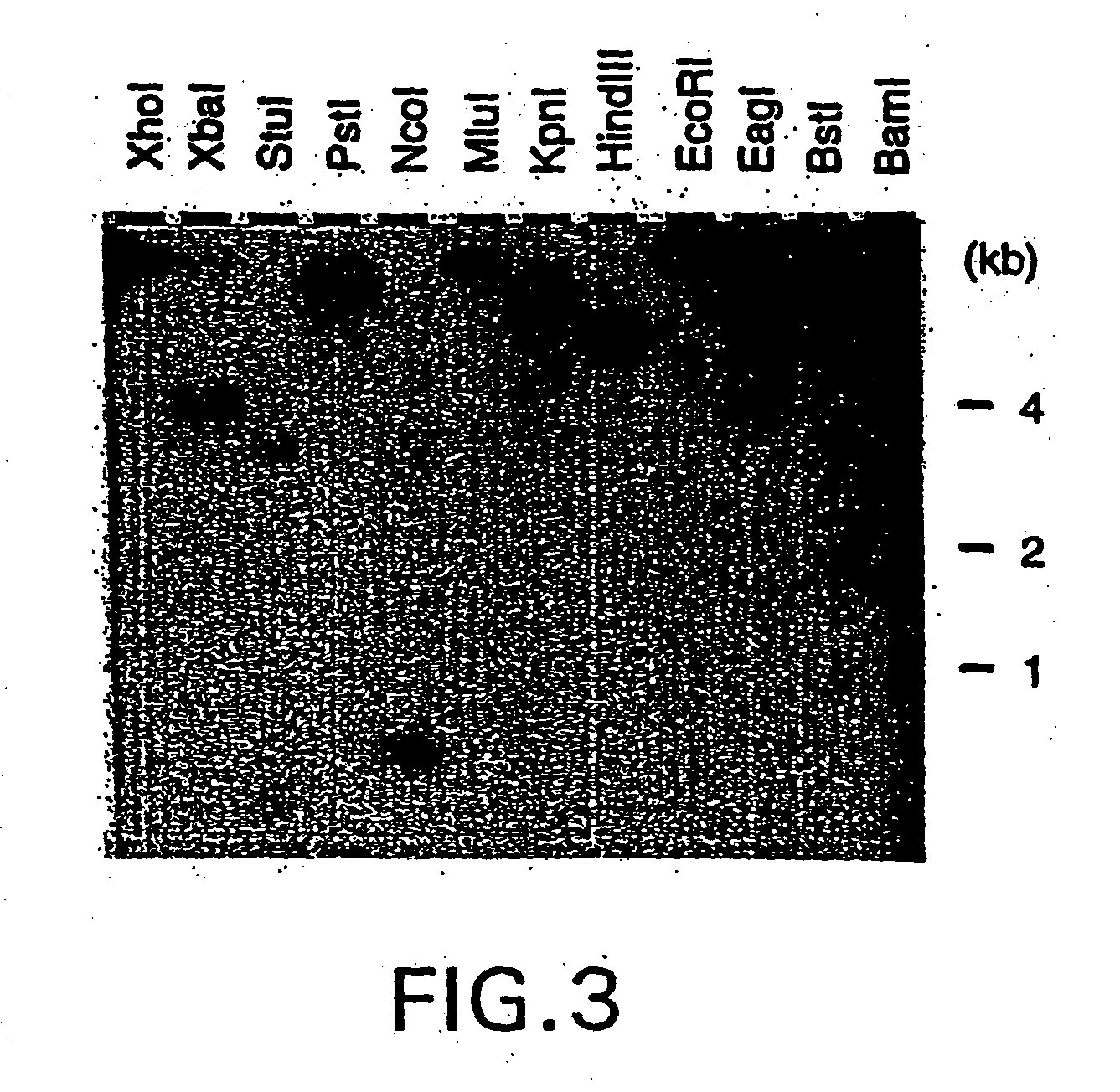 Nucleic acid encoding bacillus stearothermophilus delta polymerase subunit