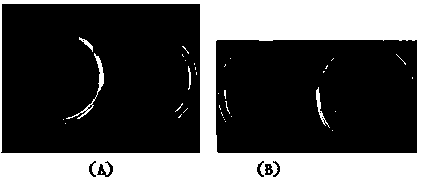 Antifreeze polypeptide prepared by utilizing alkaline protease to carry out enzymolysis on collagens from fish skins