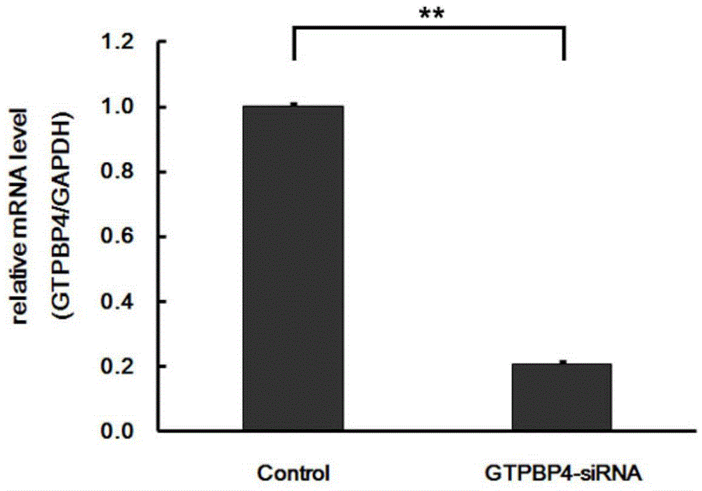 Application of human GTPBP4 gene and related drugs of human GTPBP4 gene
