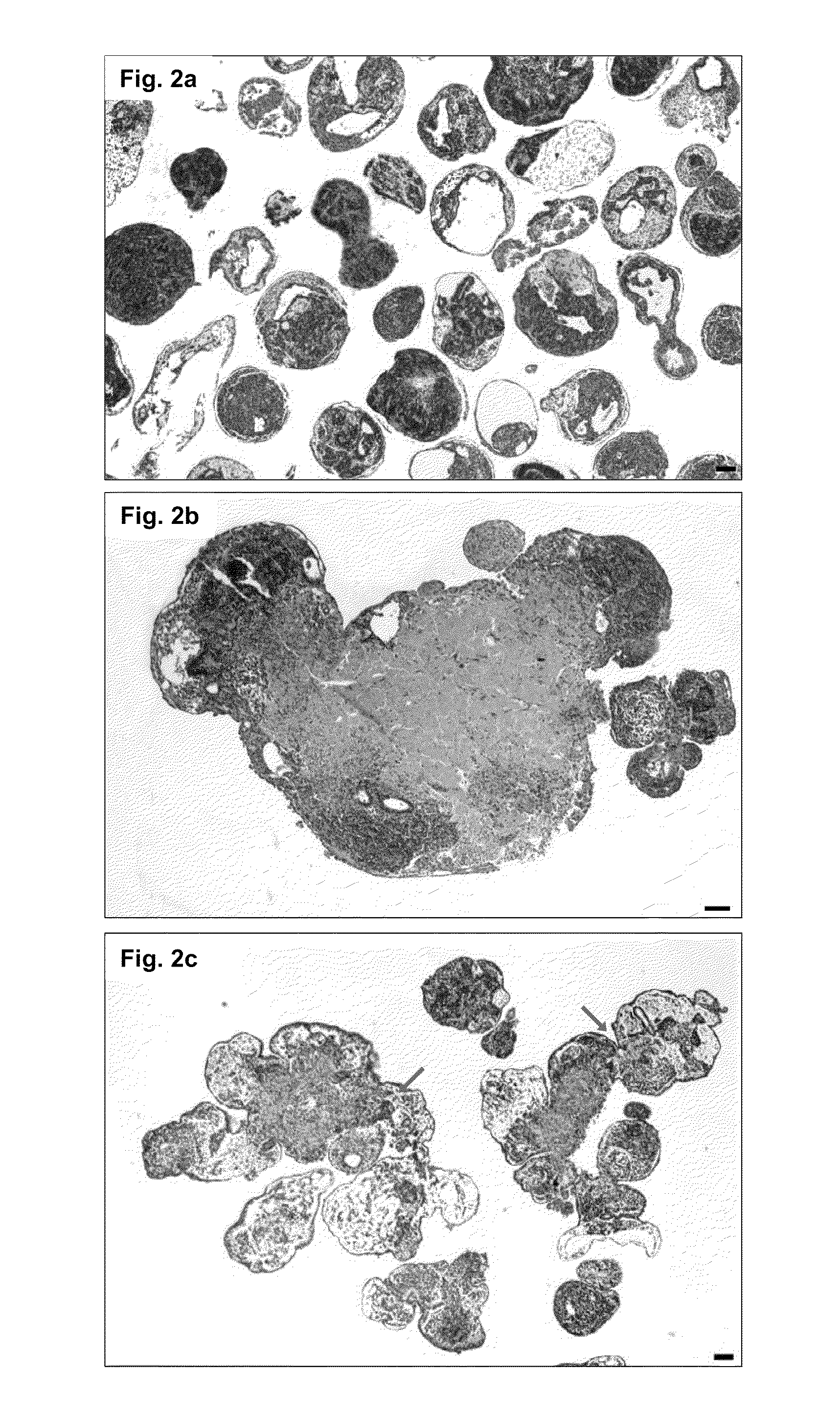 Method of dynamically culturing embryonic stem cells