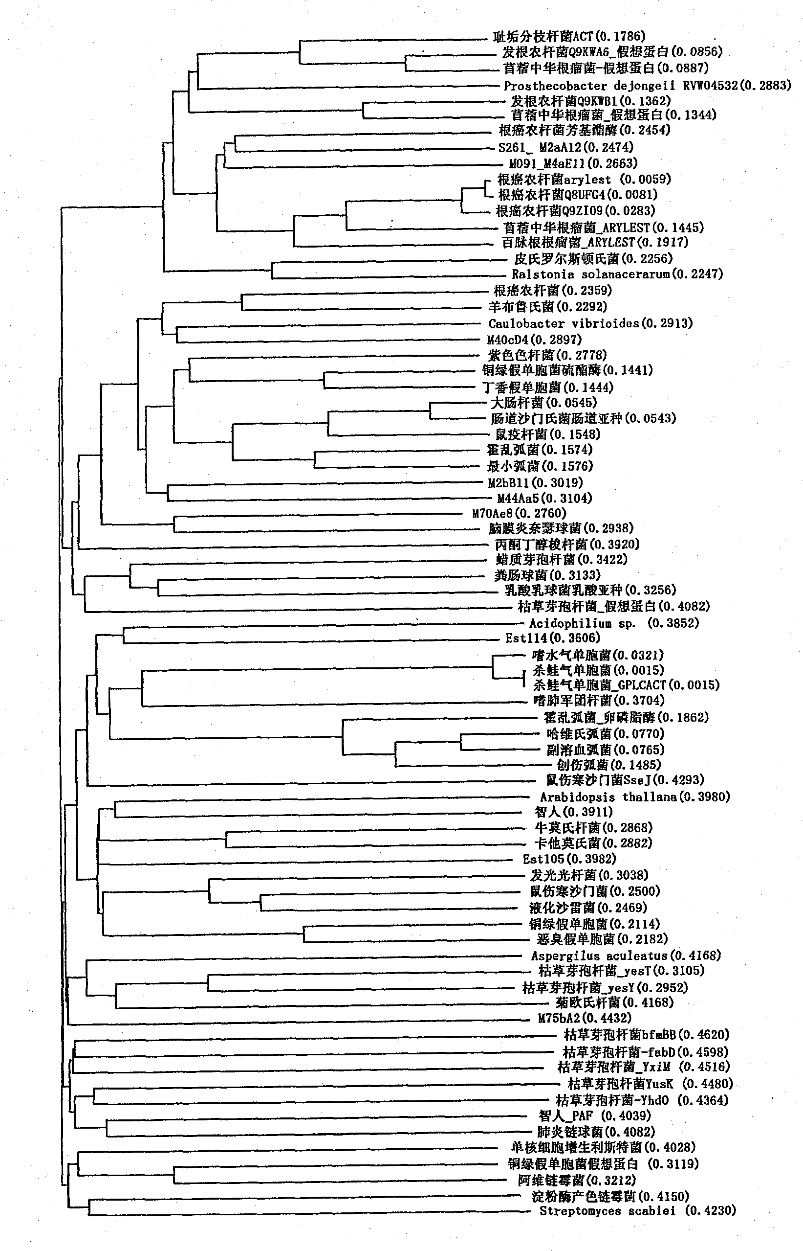 Perhydrolase