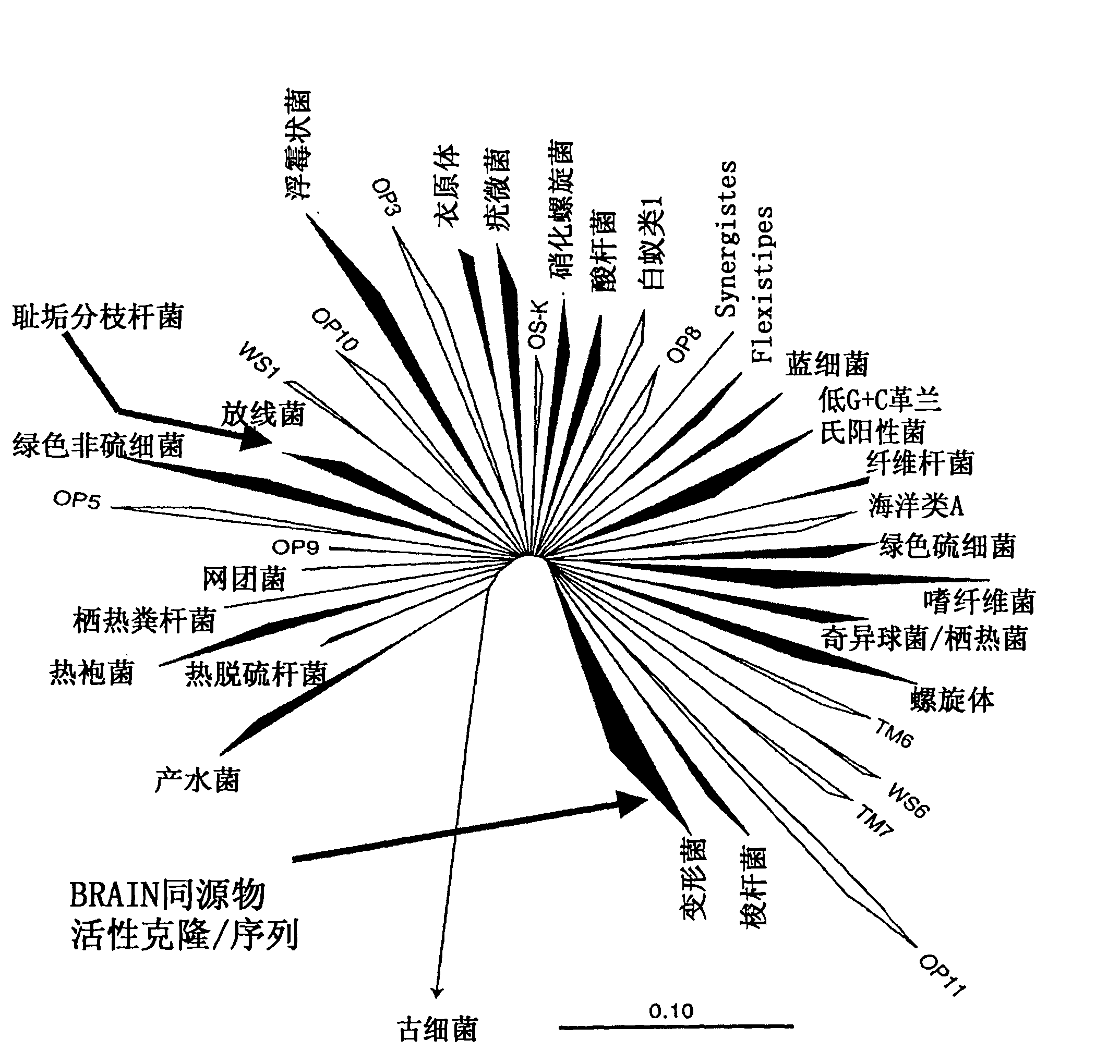 Perhydrolase