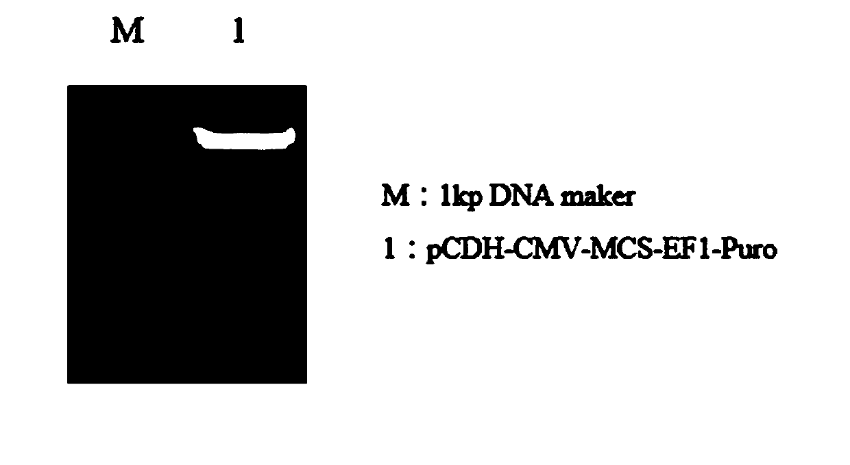 CAR carrier for killing gastric cancer cells by combining MSLN single chain antibody and PD-1mAb, construction method and application thereof