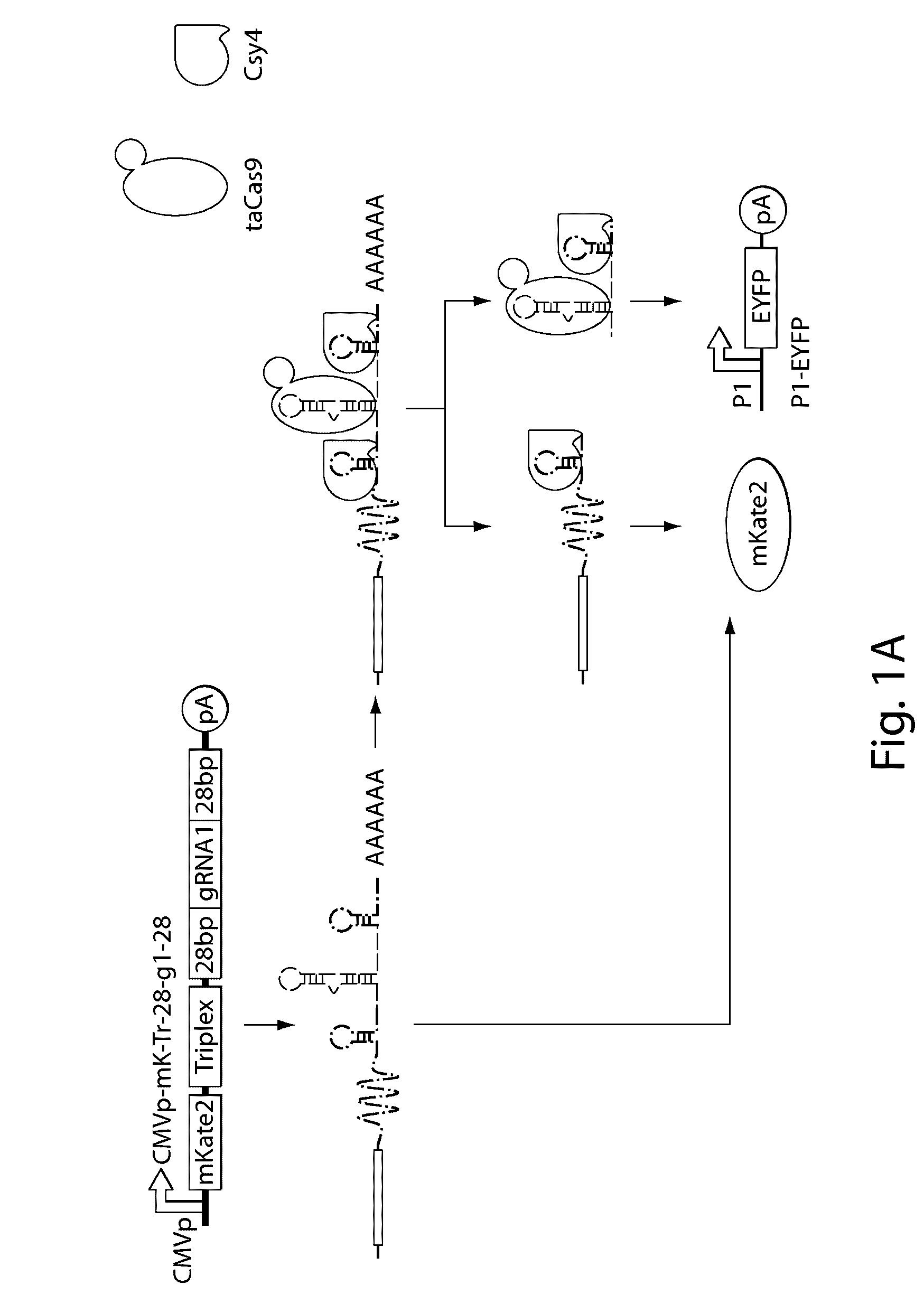 Methods and compositions for the production of guide RNA