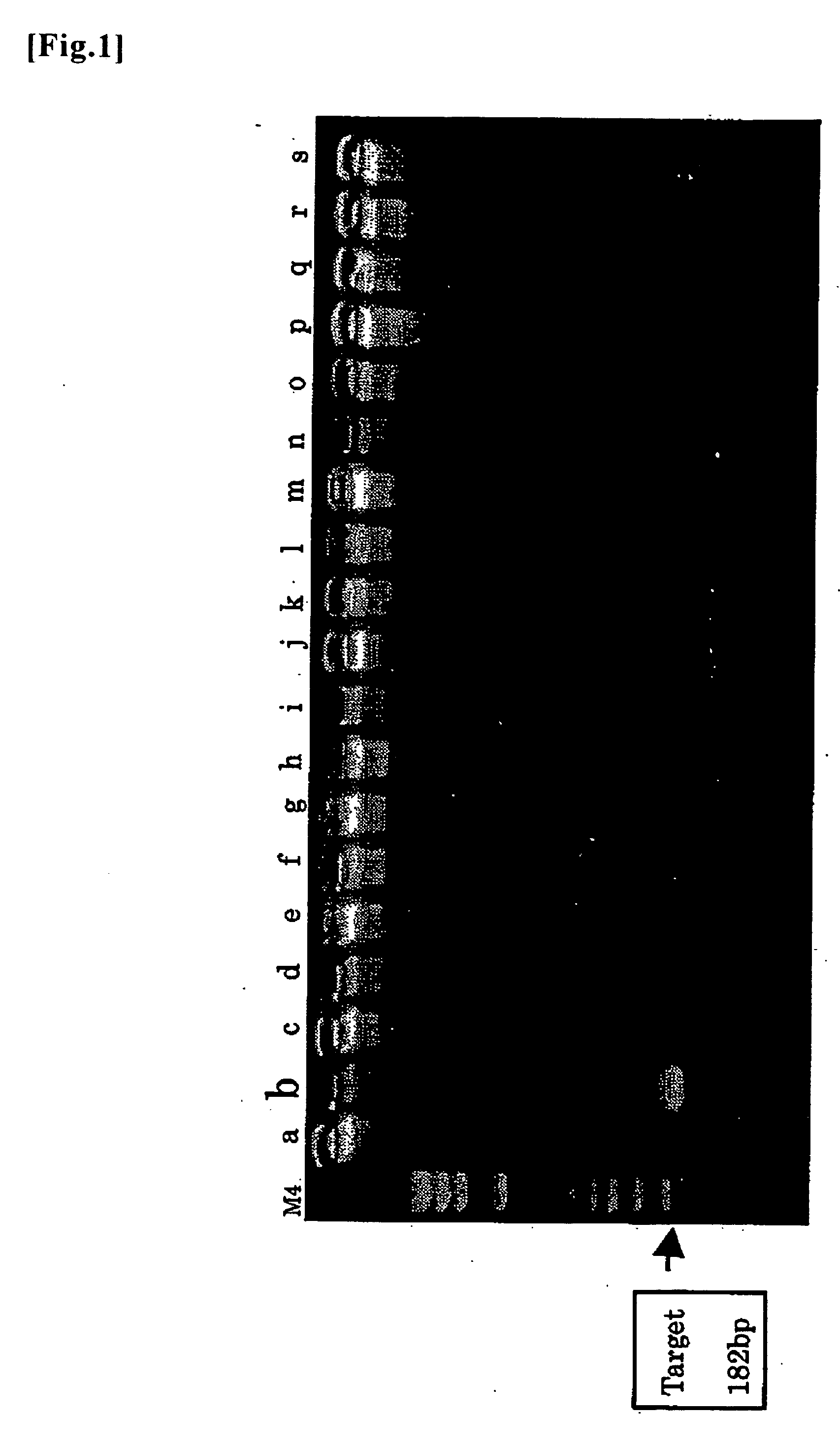 Probe And Primer For Tubercle Bacillus Detection, And Method Of Detecting Human Tubercle Bacillus Therewith
