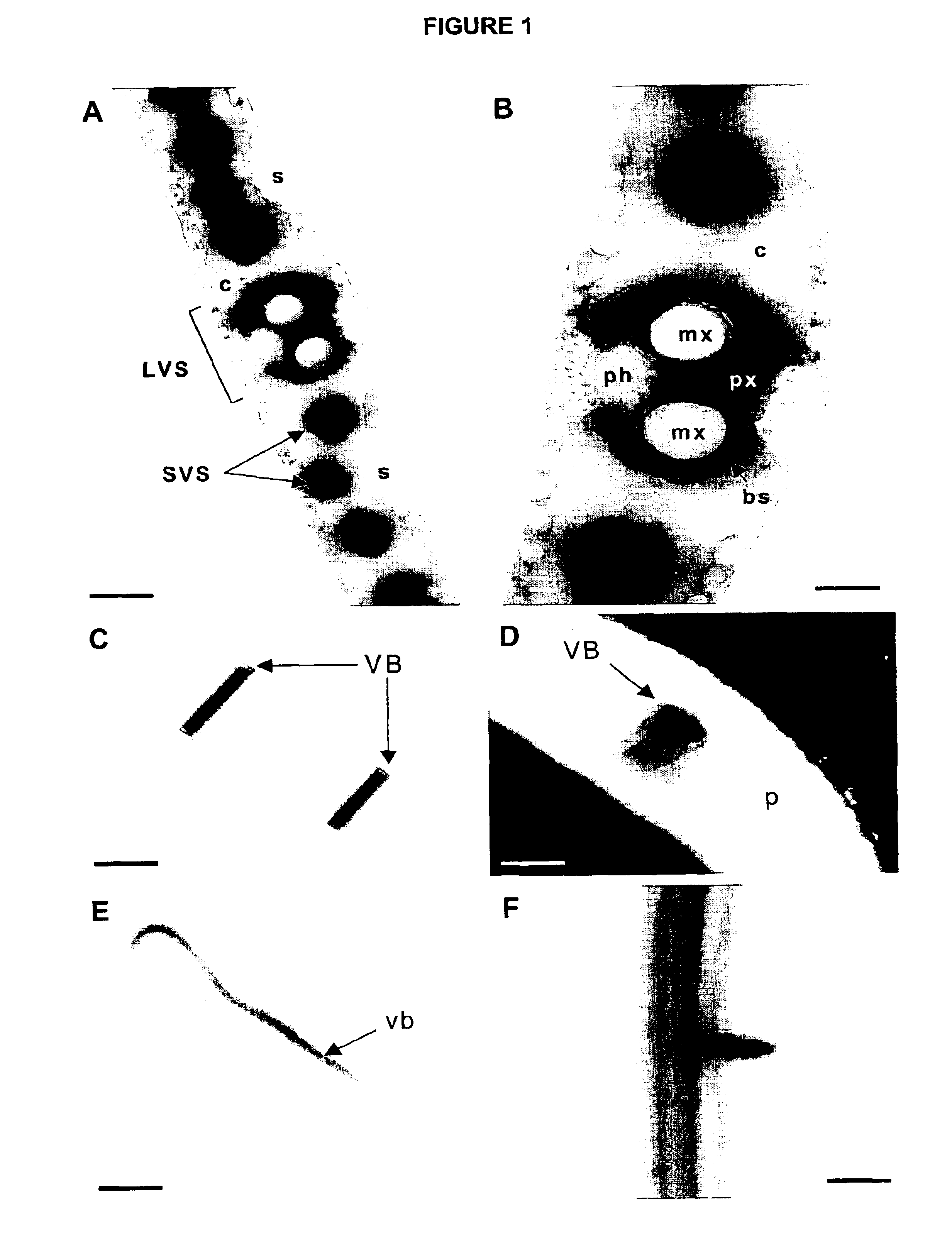 Cytokinin Oxidase Promoter from Maize