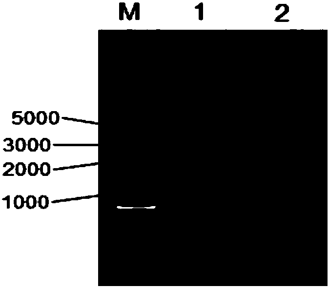 Preparation method and application of fused bovine antibacterial peptide and interleukin 2 co-expression recombinant yeast preparation