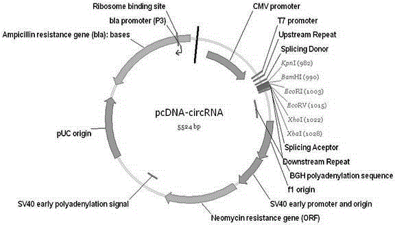 DNA (deoxyribonucleic acid) sequence used for circular RNA (ribonucleic acid) expression, expression vector and applications of DNA sequence and expression vector