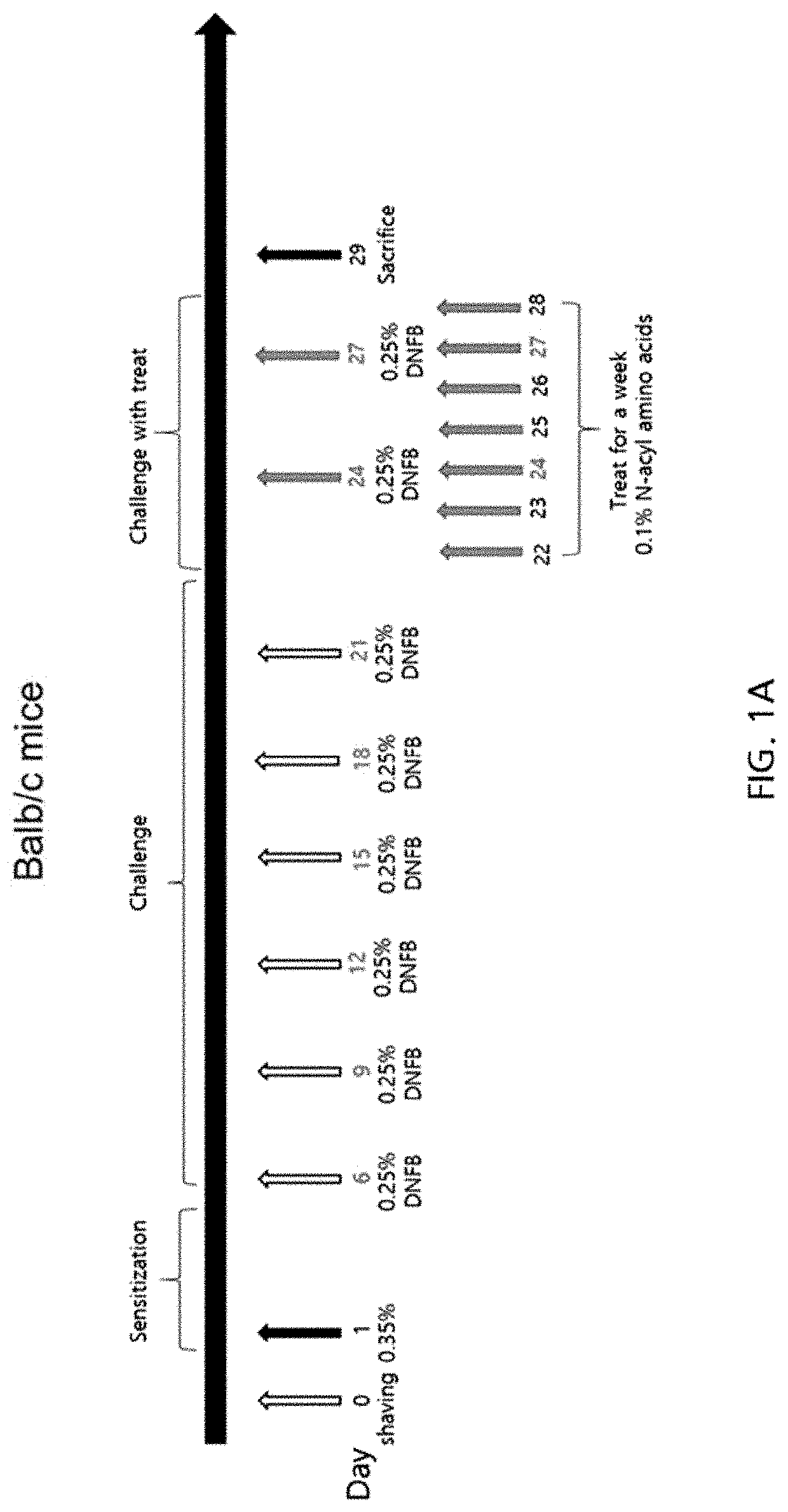 Composition for treating atopy or pruritus containing n-acetyl or n-acylamino acid