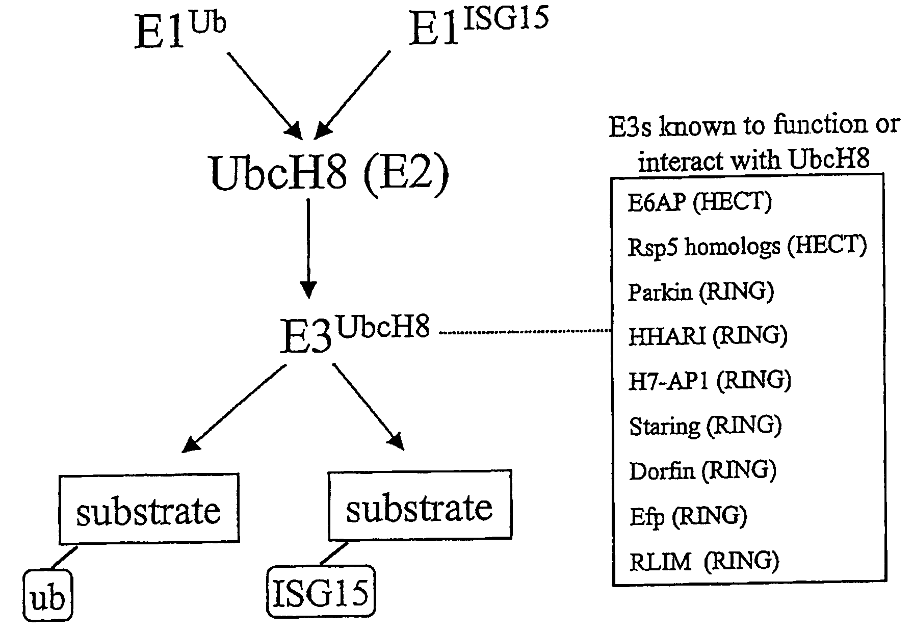 UbcH8 Ubiquitin E2 enzyme is also the E2 enzyme for ISG15, an interferon alpha/beta induced Ubiquitin-like protein