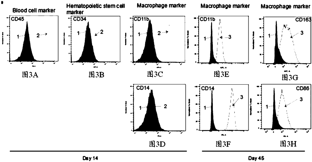 Method for acquiring macrophages with phagocytic functions by means of pluripotent stem cell differentiation