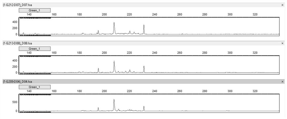 Method for identifying vicia variety authenticity and special SSR primer combination thereof