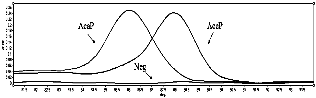 SNP molecular marker ITS71 for detecting dog-derived Ceylon hookworms and ancylostoma caninum, primer and application thereof