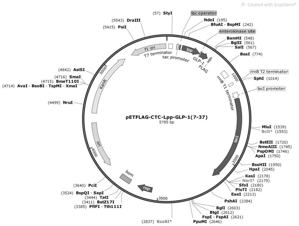 Application of Lpp or mutant thereof as molecular chaperone to secretory expression of recombinant protein in escherichia coli