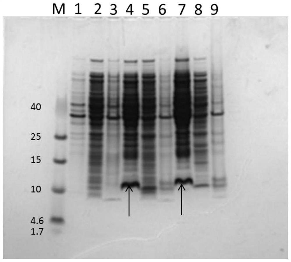 Application of Lpp or mutant thereof as molecular chaperone to secretory expression of recombinant protein in escherichia coli