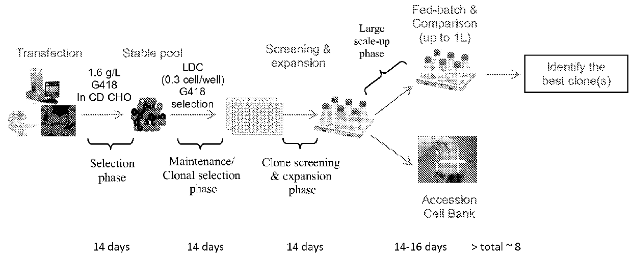 Methods and Compositions for Generating Stable Transfected Cells