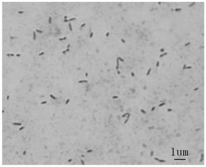 A kind of biocontrol bacterium of mulberry tree disease and its application