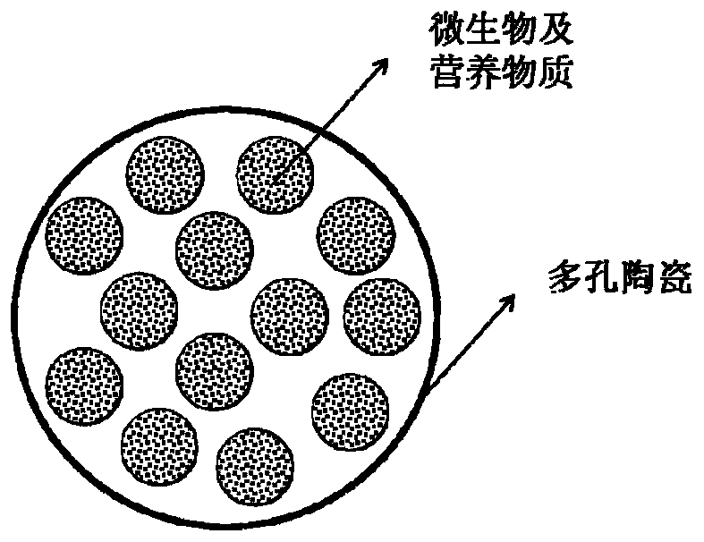 Immobilization method for improving activity of microorganisms in well cementation cement paste