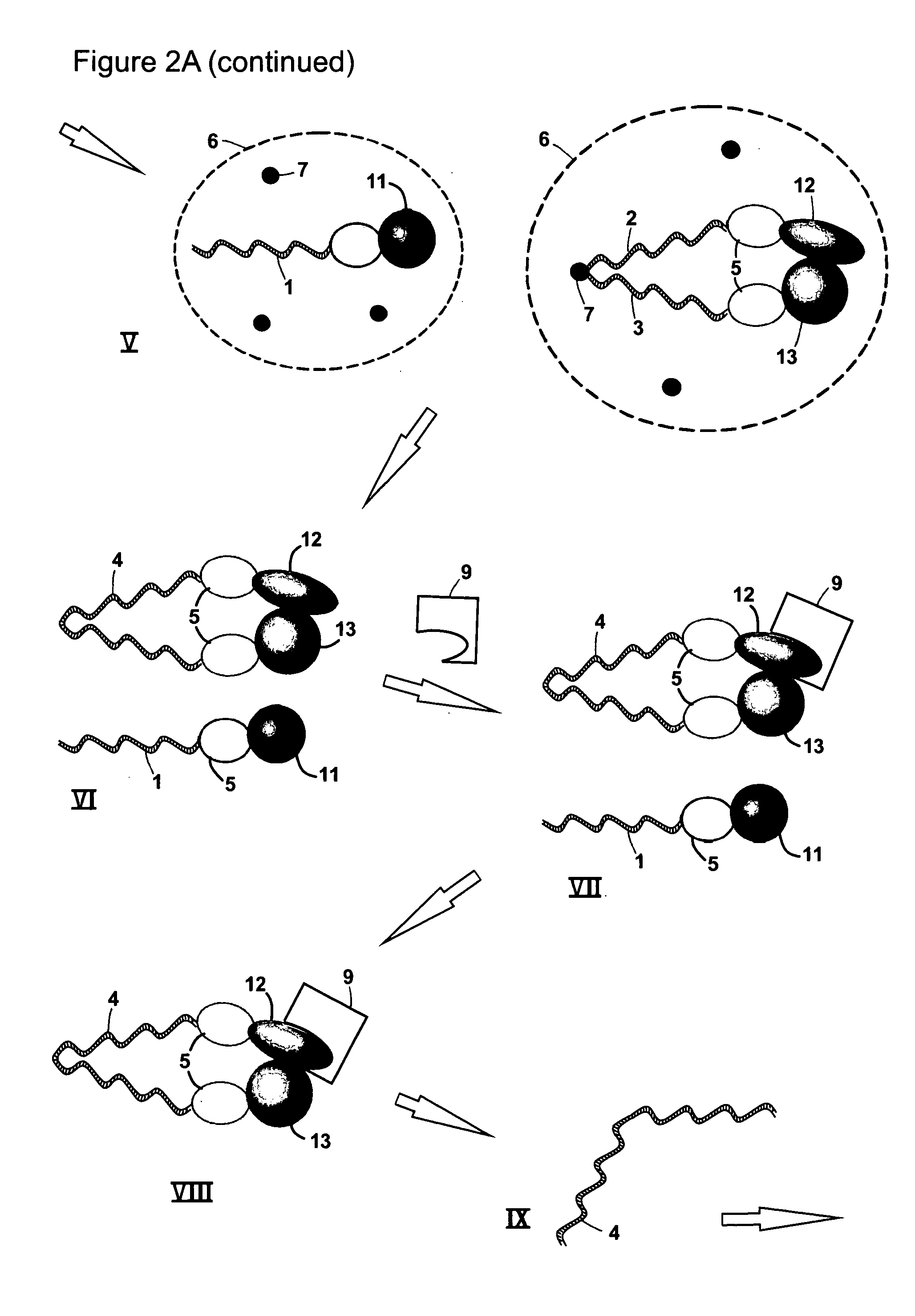 Methods of identifying a pair of binding partners
