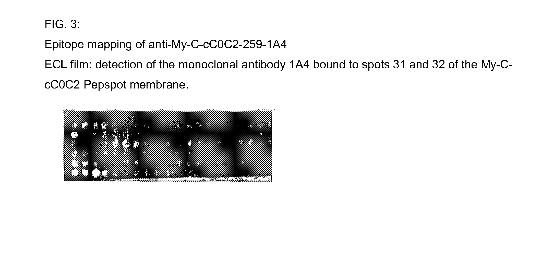 Hybridoma cell lines (my-c-cc0c2-259-1 a4) and use thereof for producing a monoclonal antibody against human cardiac myosin binding protein c (c-protein, mybpc3, cmybp-c or my-c)