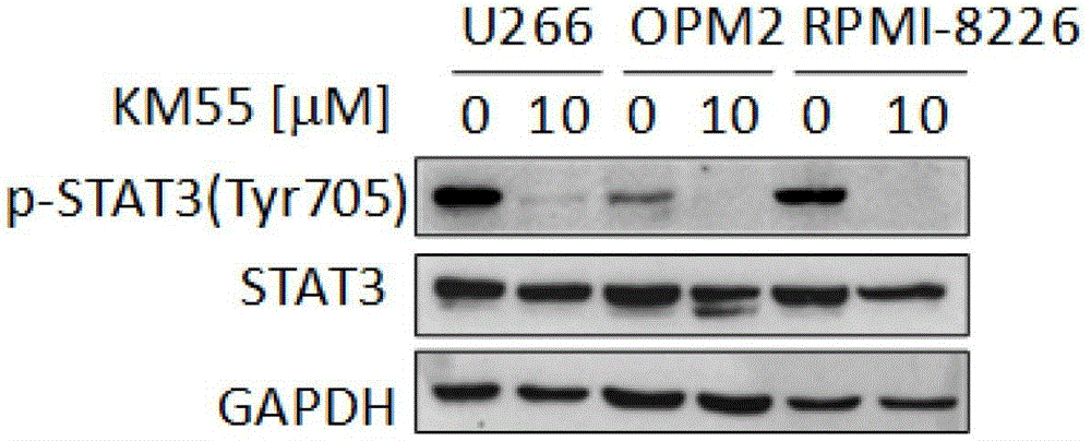 A small molecule inhibitor of stat3 signaling pathway and its application in the preparation of antitumor drugs