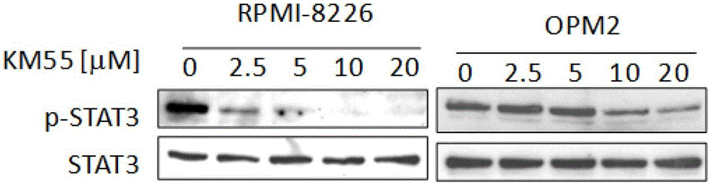 A small molecule inhibitor of stat3 signaling pathway and its application in the preparation of antitumor drugs