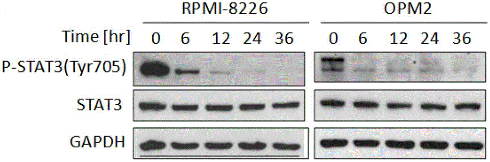 A small molecule inhibitor of stat3 signaling pathway and its application in the preparation of antitumor drugs